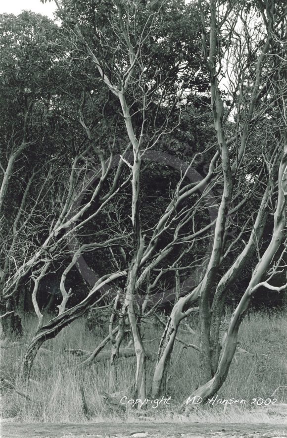 Arbutus Trees Hornby Island 2